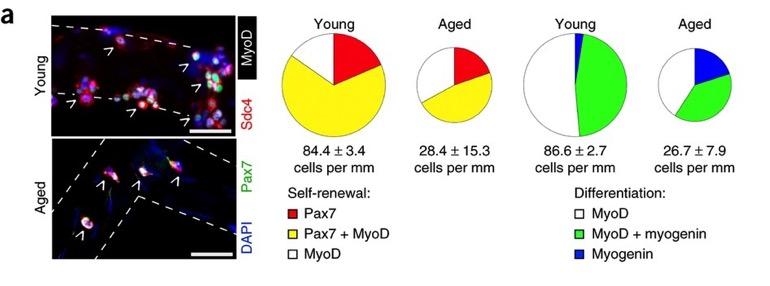 How do satellite cells from young muscle differ from aged muscle? Bernet et al.