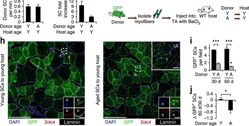 Does a young muscle environment restore youthful characteristics to aged satellite cells? Bernet et al.
