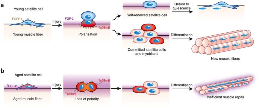 Increased p38 signaling impairs self- renewal of aged satellite cells Nature Medicine