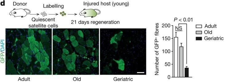 How does regenerative potential change of muscle satellite cells change with age?