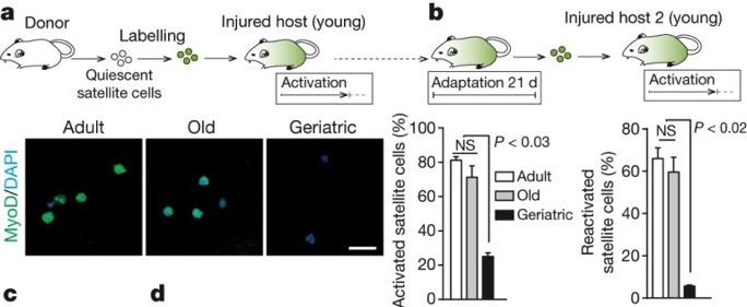 Can geriatric satellite cells become activated after transplant into young muscle?