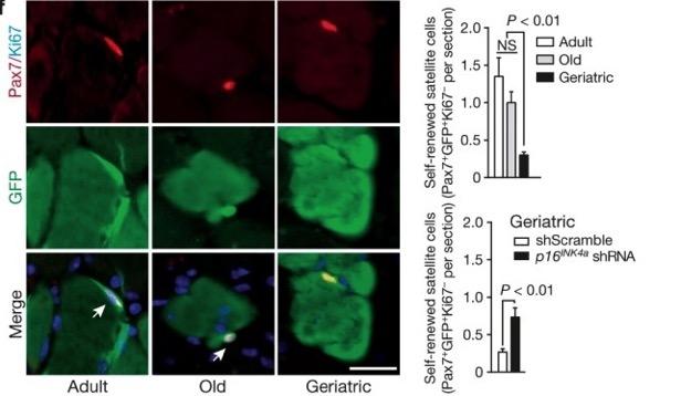 Knock-down of p16 ink4a restores the ability of geriatric satellite cells to