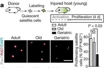 Does geriatric satellite cells also show a defect in proliferation?