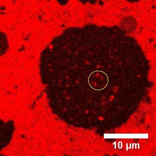 The largest vesicle from image (A), however, shows no recovery because this was only a docked or adhered vesicle.