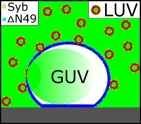 Section 6: Content mixing of LUVs with adhered GUVs If two membranes fuse, they eventually share the same content.