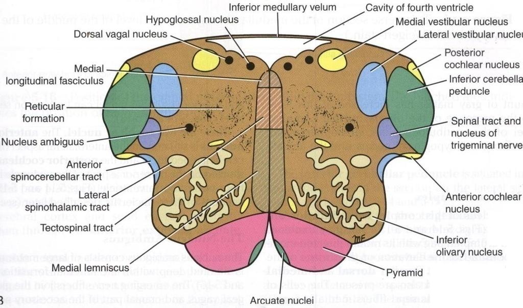 ROSTRAL (open) MEDULLA Vestibular nuclei complex Concerned with equilibrium Nucleus Ambiguus