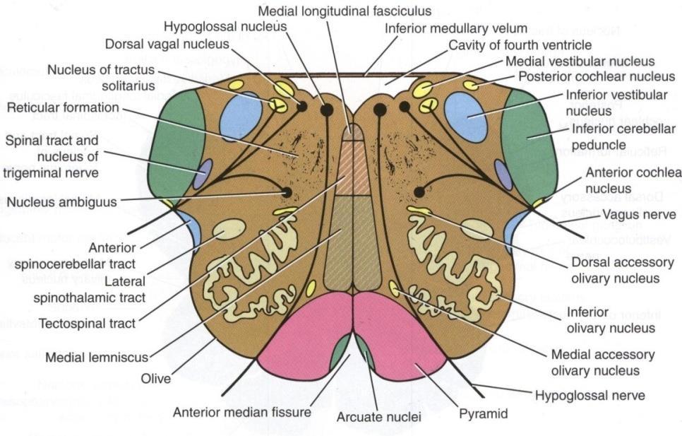 muscles of the larynx Solitary nucleus lies ventrolateral to dorsal nucleus of vagus, receive