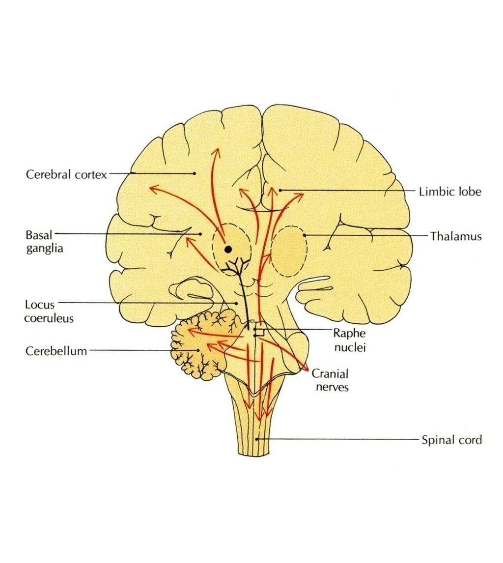 Raphe Nuclei Midline reticular nuclei Its ascending fibers to the cerebral cortex are involved in the mechanisms of sleep.