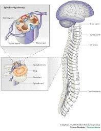 The Central Nervous System The Brain and