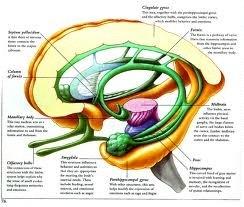 Functional Brain