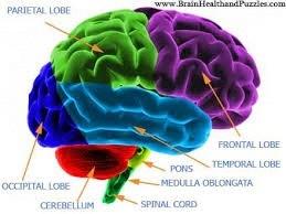 Brain Regions and Organization Medical Scheme (4 regions) 1. Cerebral Hemispheres 2. Diencephalon 3.