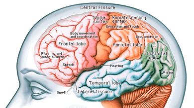 The Cerebral Hemispheres Form Superior part of brain (83% of total brain mass) Lobes Frontal, Temporal, parietal, occipital, insular
