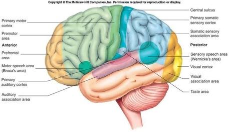 Cerebral Cortex 3 types of functional regions: motor, sensory, association.