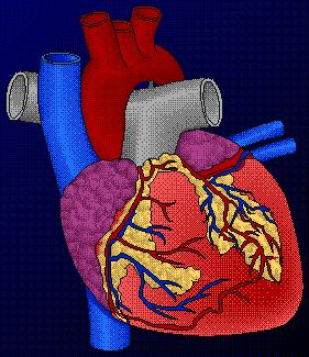 VASCULAR PATHWAYS As previously mentioned, the heart can be viewed as two separate pumps.