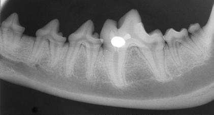 Focus On: Mandibular Fractures Fracture of the mandibles is a common injury in dogs and cats and can arise from a variety of situations.