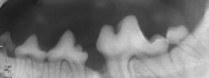 Radiograph of the fractured left mandible in a Shih Tzu. The fracture involves the periodontal ligament space of the mesial root of the first molar.