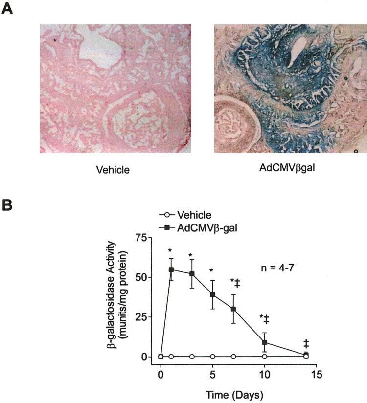 ERECTILE DYSFUNCTION AND O 2 IN AGING H1413 Fig. 3. A: expression of -galactosidase (dark stain) in the penis of a rat transfected with vehicle (left) or AdCMV gal (right).