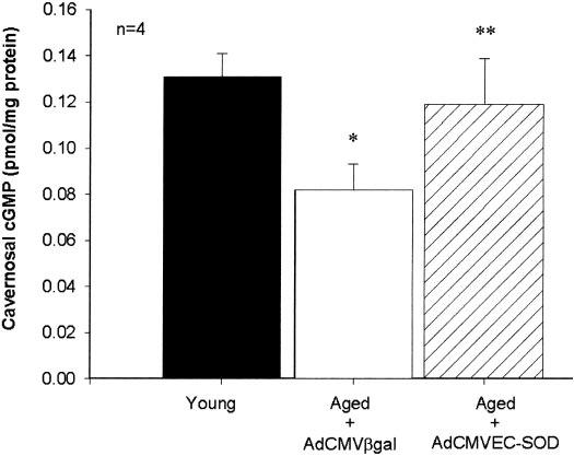 ERECTILE DYSFUNCTION AND O 2 IN AGING H1415 Fig. 5. Bar graph showing cgmp levels in cavernosal tissue of young and aged rats transfected with AdCMV gal or AdCMVEC-SOD (n no. of experiments). *P 0.