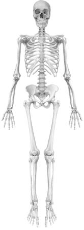 1 Divisions of the Skeletal System Describe how the skeleton is organized into axial and appendicular divisions The human skeleton consists of 206 named bones grouped