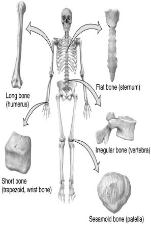 and the bones forming the girdles that connect the limbs to the axial skeleton Pectoral girdles, bones of the upper limbs, pelvic girdles, and bones of the lower limbs