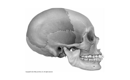 (eye sockets) Paranasal sinuses Small cavities which house organs involved in hearing and equilibrium Besides protecting the brain, the skull provides a framework for: Attachment of muscles that move