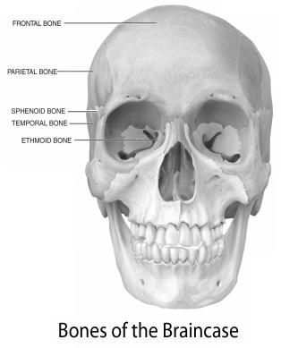system The 22 bones of the skull are grouped into two categories Cranial bones Facial bones Cranial bones Facial bones 8 Cranial Bones (Bones of the Braincase) Frontal bone (1) Parietal bone (2)
