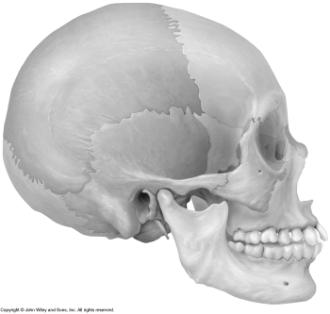 Orbits Seven skull bones form each of the orbits (eye sockets) Foramina Provides passages for nerves and blood vessels Unique Features of