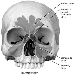 7A Frontal Bone Forms the forehead, the roofs of the orbits, and the most anterior part of the cranial floor Ex.