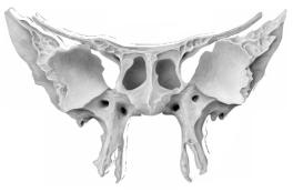 Inferior Nasal Conchae Vomer Maxillae Zygomatic Bones Mandible 7.
