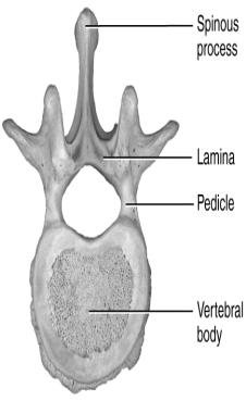 the bones in various regions of the vertebral column The vertebral column, sternum, and ribs constitute the skeleton of the body s