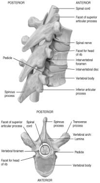 of a Typical Vertebra Each vertebrae consists of a vertebral body, vertebral arch, and seven processes From the cervical region to the sacrum, each vertebra has a large central hole, or