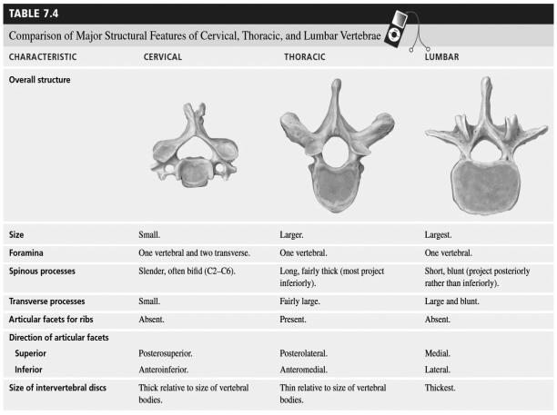 Regions of the Vertebral Column Five Regions Cervical Thoracic Lumbar Sacral Coccygeal Age Related Changes in the Vertebral Column Reduction in the mass and density of the bone