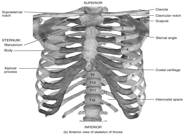 7.7 Thorax Identify the bones of the thorax and their functions The thoracic cage is the final part of the axial skeleton Thoracic vertebrae The sternum The ribs and costal cartilages Its functions