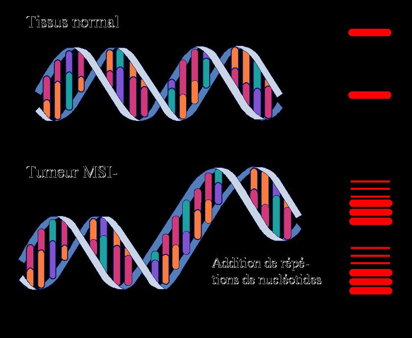 Normal DNA MSI tumour Less or supplementary