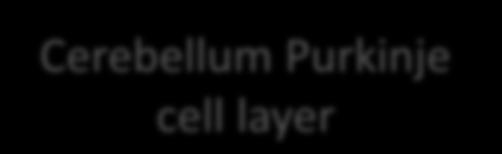 Cerebellum granule cell layer