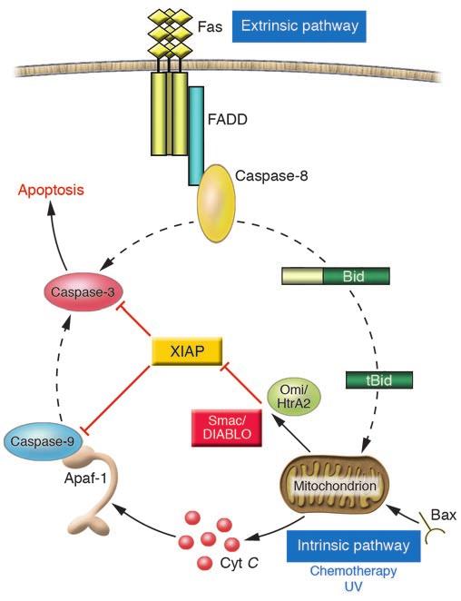 Figure 2 XIAP in apoptosis regulation. Following an apoptotic stimulus, enzymes known as caspases are activated and initiate a cascade leading to the destruction of the cell.