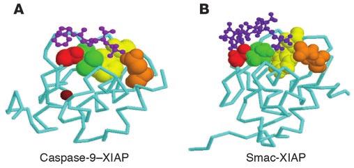 Figure 3 Smac/DIABLO displaces caspase-9 from BIR3 of XIAP. (A) Crystal structure of processed caspase-9 bound to BIR3 of XIAP.
