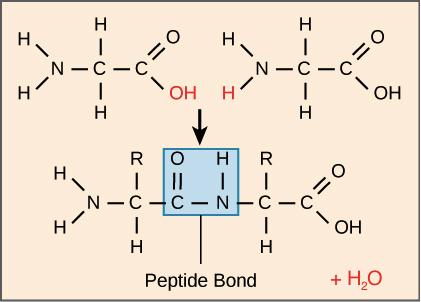 Peptide bond formation between two amino acids. In a peptide bond, the carbonyl C of one amino acid is connected to the amino N of another. Image modified from OpenStax Biology.