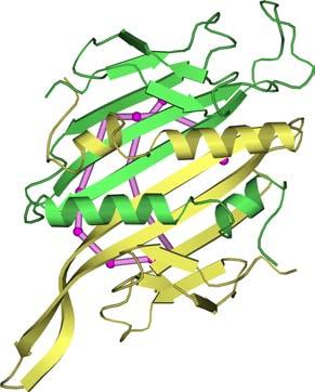 FIGURE 15.11 The MS2 coat protein dimer as seen in a radial direction from the outside of the Getting particle.