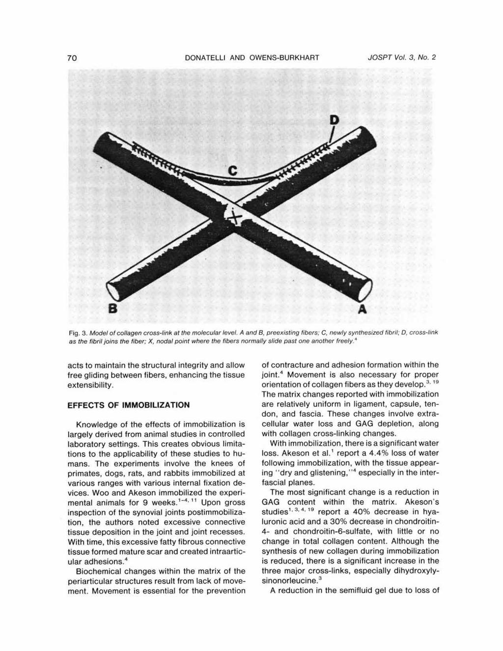 70 DONATELLI AND OWENS-BURKHART JOSPT Vol. 3, No. 2 Copyright 1981. All rights reserved. Fig. 3. Model of collagen cross-link at the molecular level.