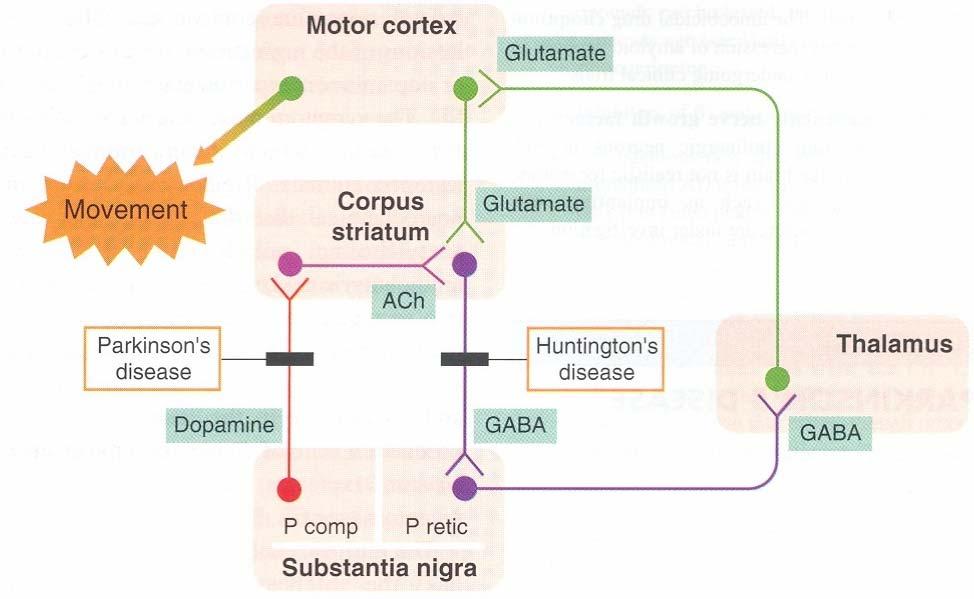 Simplified diagram of the extrapyramidal motor system, and defects that occur in Parkinson s disease In the former, the inhibitory dopaminergic pathway from the substantia nigra to the striatum is
