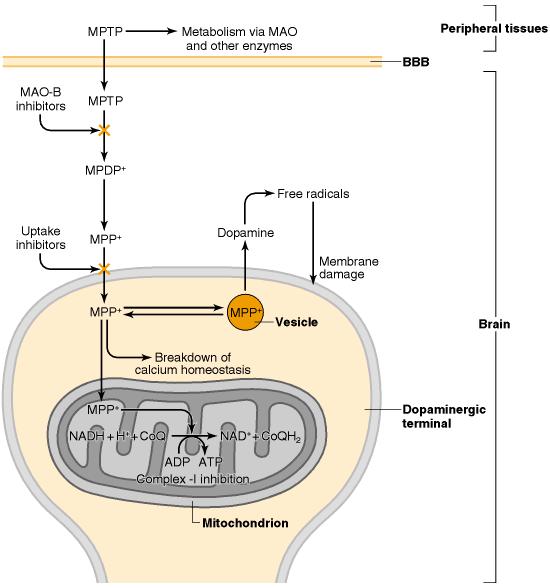 product N- methyl-4-phenylpyridinium MPP + blocks mitochondrial oxidation, ATP formation ( complex I