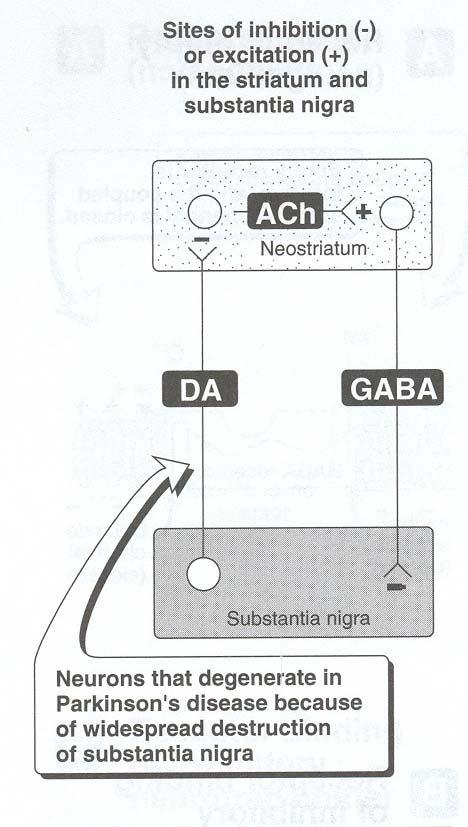 Sites of inhibition (-) or excitation (+) in the striatum and substantia nigra 2.