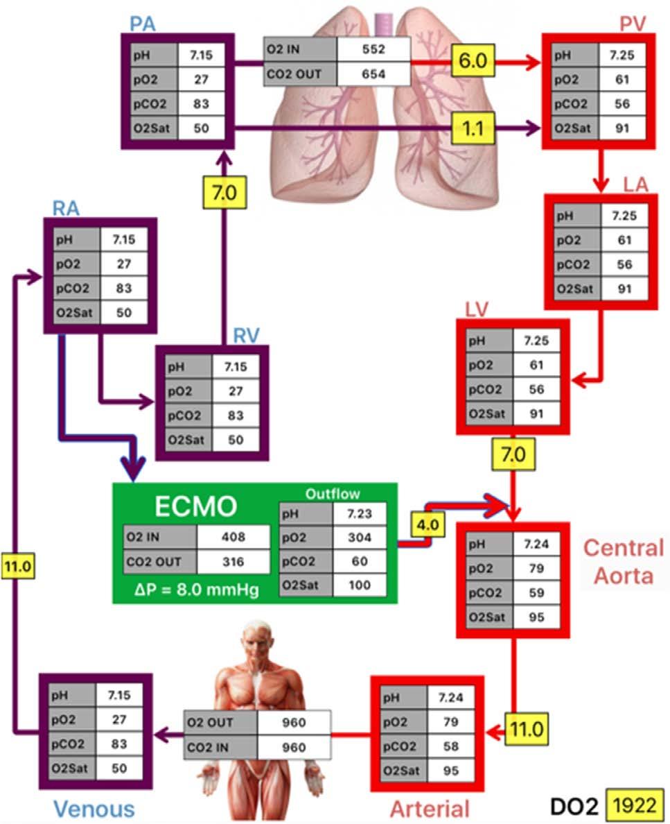 4 CHICOTKA ET AL. Figure 2. Blood gas values in each of 10 vascular compartments with VA-ECMO at peak exercise.