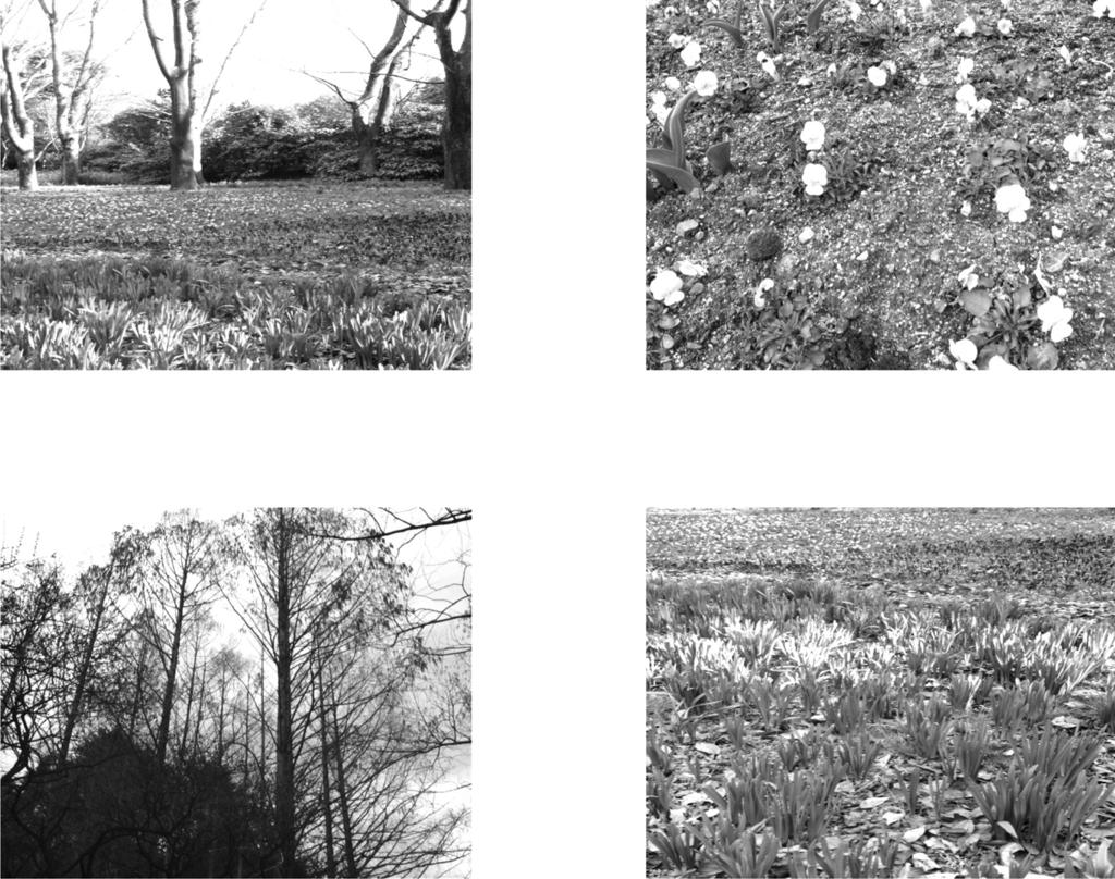 626 Hsu, Griffiths, and Schreiber Figure 2. Examples of natural scene images used in our study.