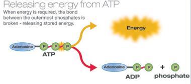 ATP is the energy currency of