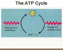 There is a constant cycling in the cell as ATP is produced from ADP and P with the energy provided from