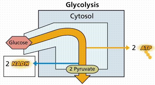 13. Glycolysis is the process in which a glucose molecule is broken down into 2 pyruvate molecules and the energy released is used to produce 2 ATP