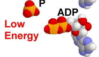 ATP is a high energy molecule,