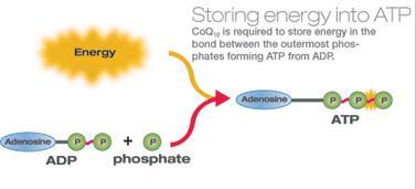 ATP from ADP and a phosphate